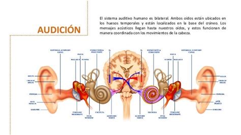 aldicao|sistema auditivo humano.